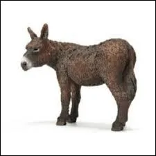 Je suis un ne reproducteur  poils longs. Qui suis-je ?