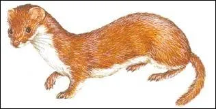 Je suis un petit mammifre au pelage fauve sur le dos et au ventre blanc et je fais partie de la famille des mustlids. Je suis un/une... .