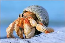 Je suis un crustac me logeant dans une coquille vide dont le nom usuel est : pagure. Qui suis-je ?