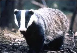 Je suis un mammifre carnassier, plantigrade, omnivore, je suis commun dans les bois d'Europe occidentale, o je creuse des terriers. Qui suis-je ?