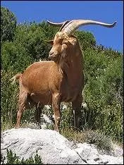 Je suis le mle de la chvre. Qui suis-je ?