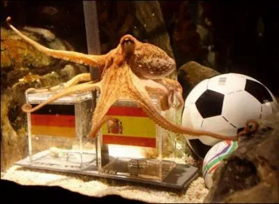 Lors de la Coupe du monde de football 2010, ce mollusque cphalopode est devenu clbre pour la justesse de ses prvisions !