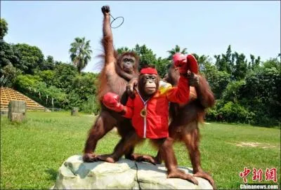 Candidat au titre mondial des poids lgers, je vous prsente un jeune challenger encore inconnu du grand public, mais dot d'un crochet foudroyant, il est dans le coin droit, bandana rouge ...