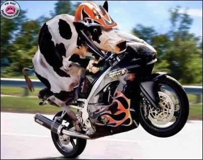 Prenez-la dans votre curie moto, elle n'est pas difficile, un peu de foin l'hiver et de l'herbe grasse l't !