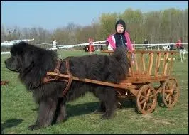 Ce chien est propre  quelle-le ?