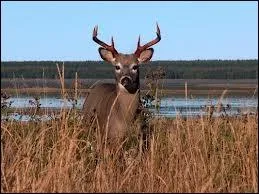 Quelle le est rpute pour sa faune sauvage et surtout ses chevreuils ?
