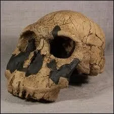 Vous me reconnaissez, je suis Homo :