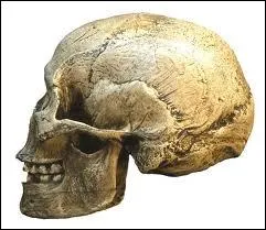 Cette fois-ci c'est bien moi, Homo :