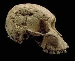 Homme ou Singe , je suis :