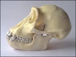 Ne faites pas la grimace, je suis :