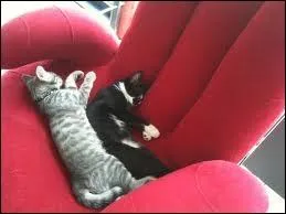 Film de John Landis avec Dan Aykroyd et Eddie Murphy.