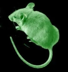 Elle court dans l'herbe ...