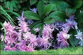 Qui annonce la fin de l't ?