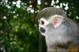 Ptillant petit singe apparent aux Capucins, le Sapajou a lu domicile en...