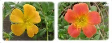 Les pourpiers sont des succulentes de  plein soleil .