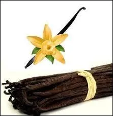 Reine des pices sucres, la vanille est le fruit d'une orchide tropicale.