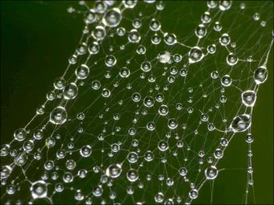 Oeuvre d'art sur une toile d'araigne ralise avec des ...