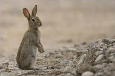 Ce n'est pas un livre, ses oreilles sont plus petites, celles du lapin de ...