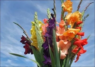 Voici un superbe bouquet de ...