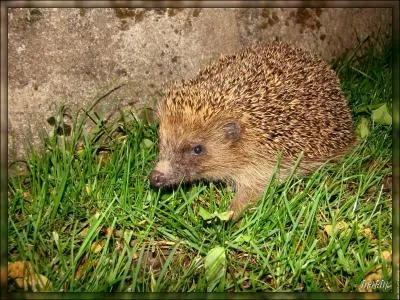 Petit animal craintif mais au demeurant utile pour nos jardins, un ...