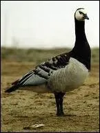 De quel oiseau s'agit-il ?