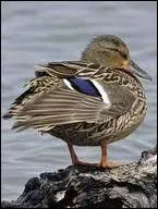 De quel oiseau s'agit-il ?