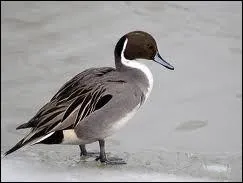 De quel oiseau s'agit-il ?