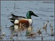 De quel oiseau s'agit-il ?