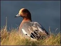 De quel oiseau s'agit-il ?