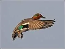 De quel oiseau s'agit-il ?