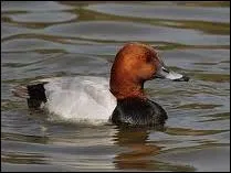 De quel oiseau s'agit-il ?