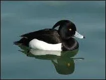 De quel oiseau s'agit-il ?