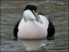 De quel oiseau s'agit-il ?