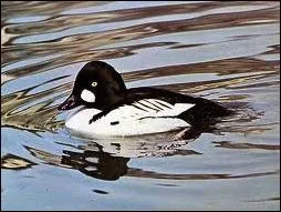 De quel oiseau s'agit-il ?