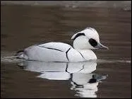 De quel oiseau s'agit-il ?