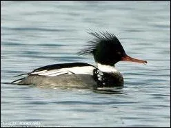 De quel oiseau s'agit-il ?