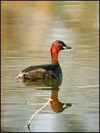 De quel oiseau s'agit-il ?