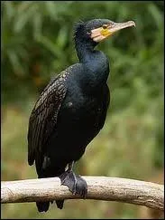 De quel oiseau s'agit-il ?