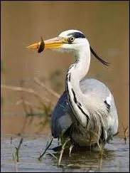 De quel oiseau s'agit-il ?