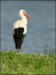 De quel oiseau s'agit-il ?