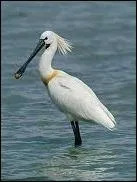 De quel oiseau s'agit-il ?