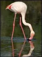 De quel oiseau s'agit-il ?