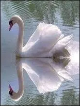 De quel oiseau s'agit-il ?