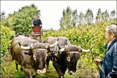 Ce (... ) couronn de fleurs et de (... ),