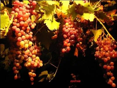 Et la grappe en festons pend (... ) front (... ) taureaux.  