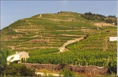 Orthographe : Arrive le premier au penchant du (... ) ;