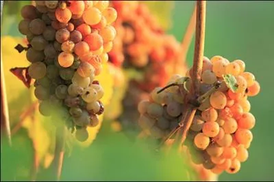 Homophonie : Tranchent au même (... ) la grappe parfumée ;