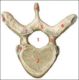 Les processus articulaires sont implants  l'union entre lames et pdicules.