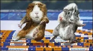 Il faut courir et sauter des obstacles dans cette discipline...