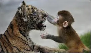 En 1968, Chuck Norris devient champion dans la catgorie poids moyen, et en 1969, il remporte la triple couronne pour le record des tournois...